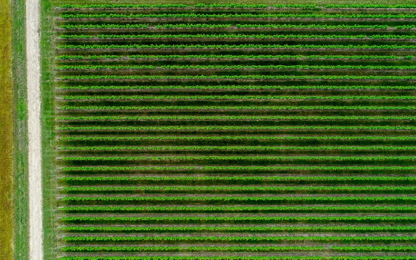An aerial view of a cultivated field, green crop rows running in parallel lines beside a track.
